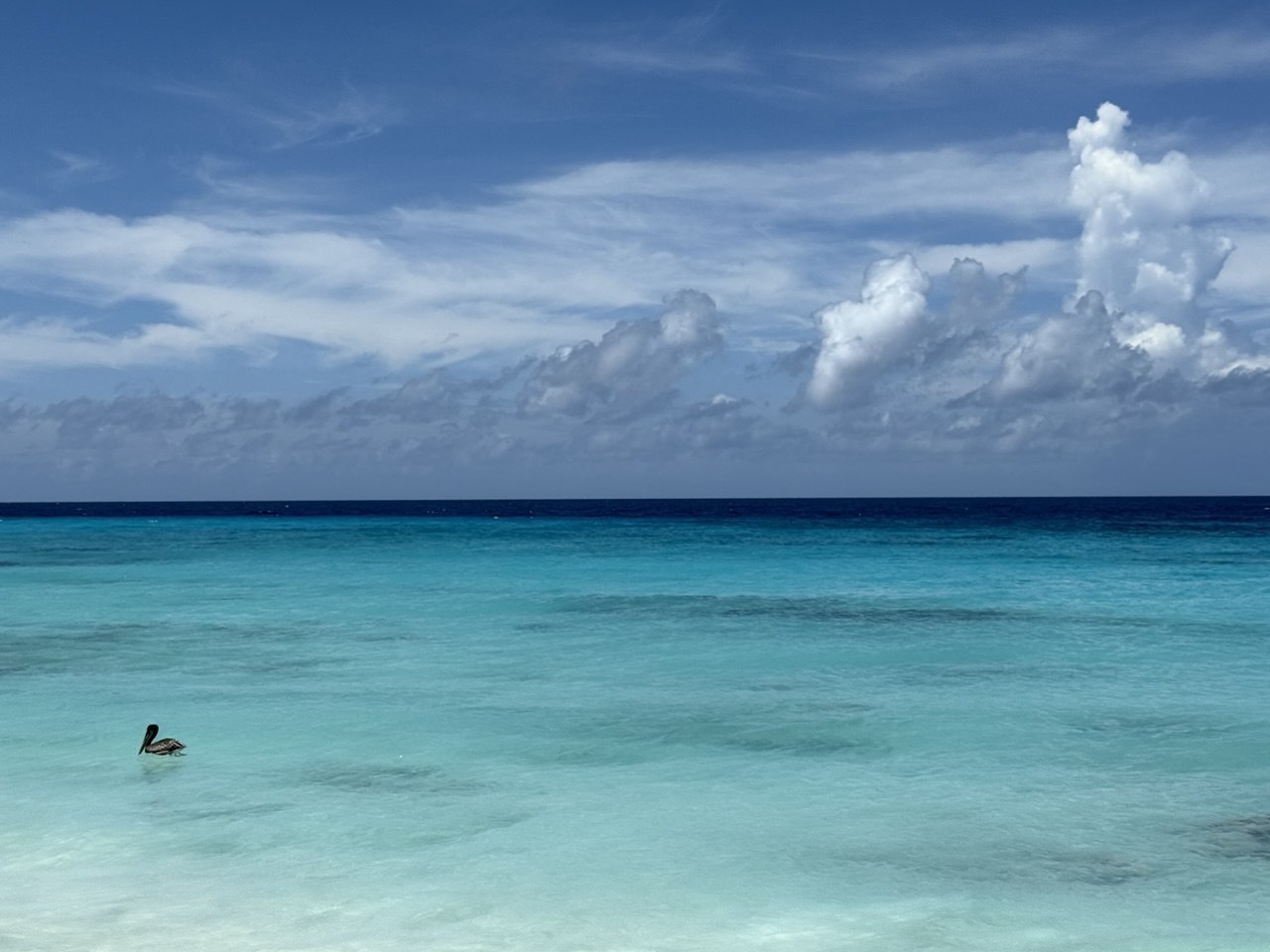Zee bij Bonaire met een pelikaan