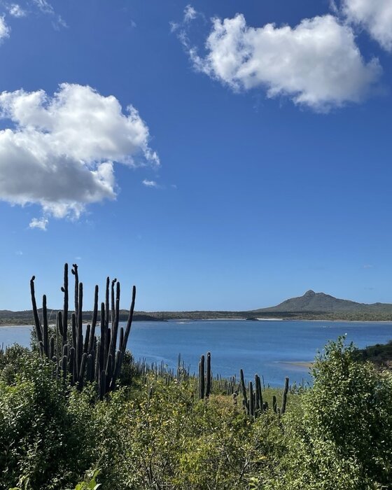 Cactussen en blauw water op Bonaire