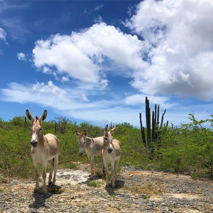 Wilde ezels op Bonaire