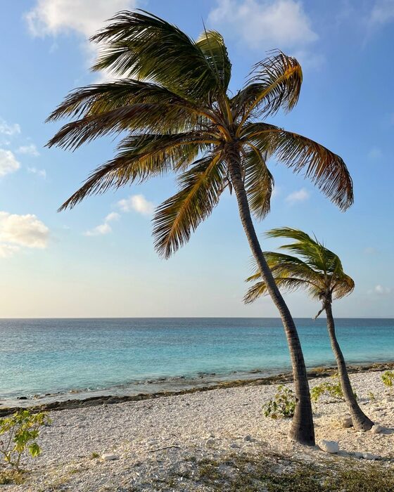Palmbomen aan een strand op Bonaire